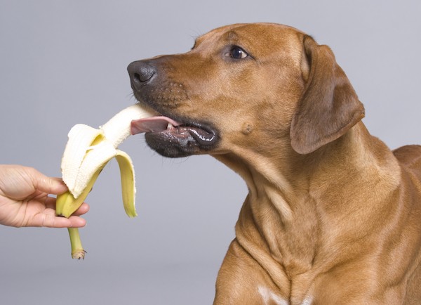 Your pup will be more than happy to taste-test any ingredients. (Dog eating a banana by Shutterstock)