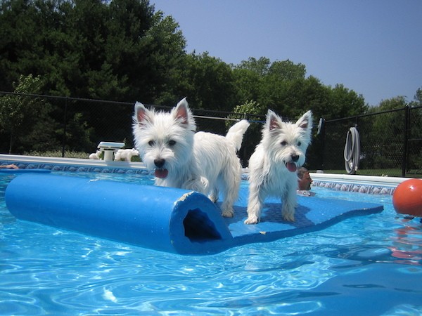 Westies floating in a pool by Shutterstock.