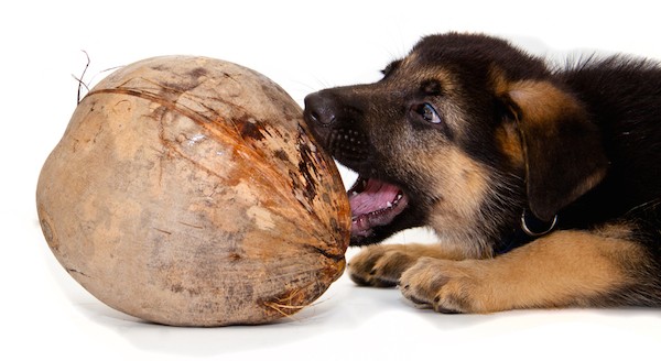 Coconut oil has many health benefits for dogs. (German Shepherd puppy and a coconut by Shutterstock)