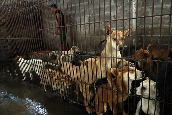 Dogs in a holding pen at one of the Dangkou Market slaughterhouses. The illegal pet meat trade not only victimizes animals but is also a risk to food safety and public health. Rabies transmissions to humans are very common in dog-eating regions of Asia. (Photo courtesy Humane Society International)