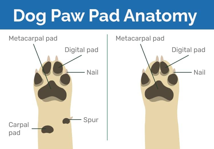 Dog_Paw_Pad_Anatomy_Hepper
