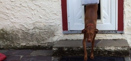 Dogster Reviews Finley The Vizsla Gets Her First Dog Door