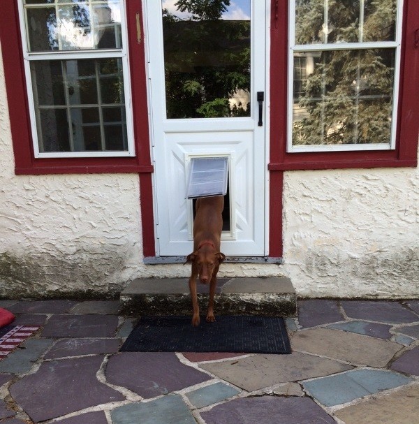 Now, Finley dashes in and out of the dog door without hesitation. (Photo by Whitney C. Harris)