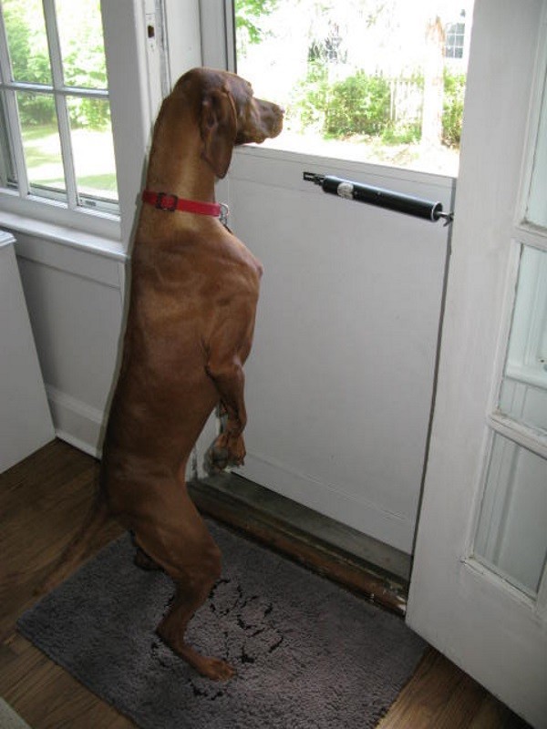 Before installing a doggy door, Finley was eager to be let out throughout the day. (Photo by Whitney C. Harris)