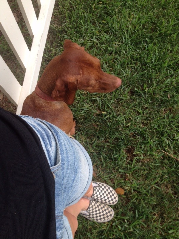 Finley has always preferred staying right by my side, but we're hoping a dog door encourages a little more independence. (Photo by Whitney C. Harris)