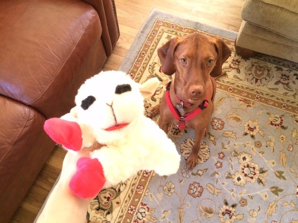 One of Finley's favorite plush toys that is specifically made for dogs. (Photo by Whitney C. Harris) 