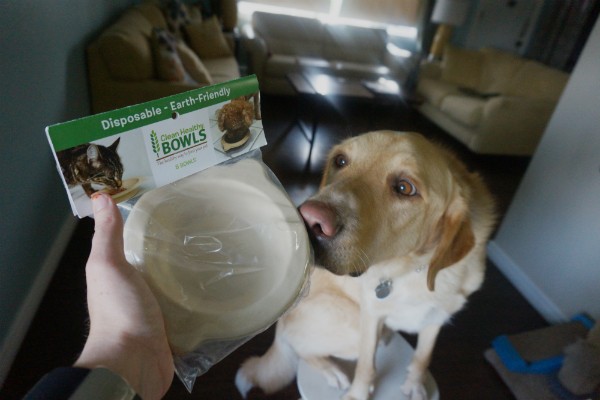 GhostBuster was very interested in the little bowls. It's like he knew there would eventually be food in there. 