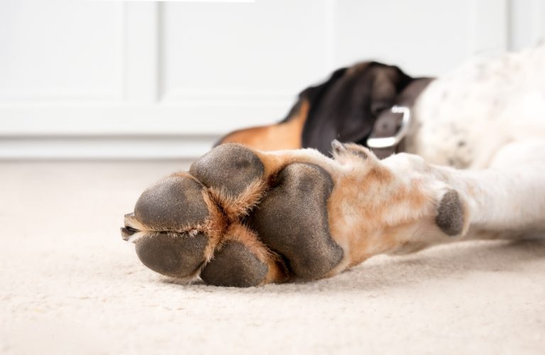 Why Are My Dogs Paws So Rough 5 VetVerified Reasons & Protection Tips