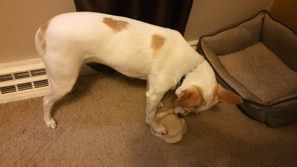 Marshmallow tried to eat her Clean Healthy Bowl for dessert.