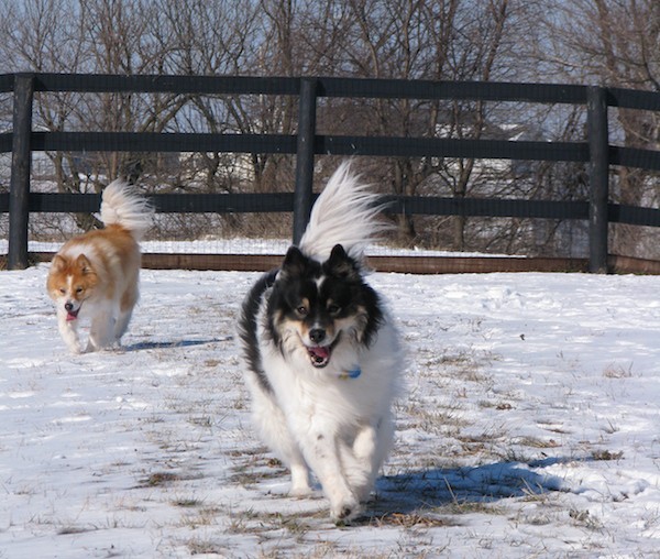 Lizzie and Sam, all grown up, playing in the snow. (Photo by Fiona Young-Brown)