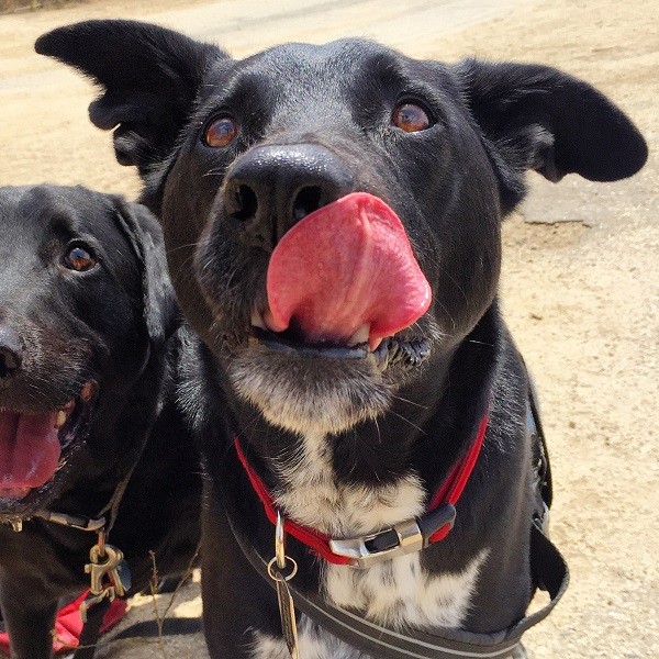 7 Reasons Why My Dog Is Better Than Your Kid Dogster