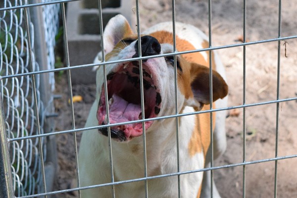 Dog in Cage via Shutterstock