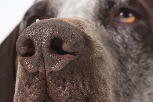 Dog nose close up via Shutterstock