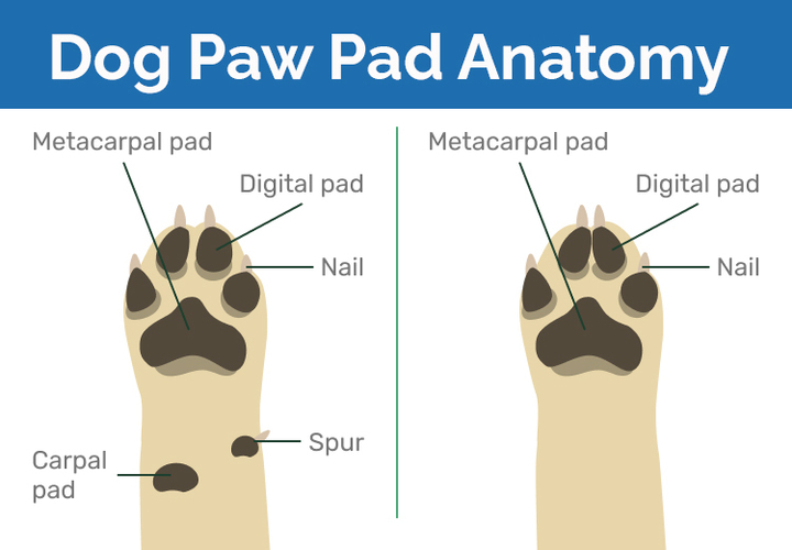 https://www.dogster.com/wp-content/uploads/2015/08/dog_paw_pad_anatomy_hepper_720.jpg