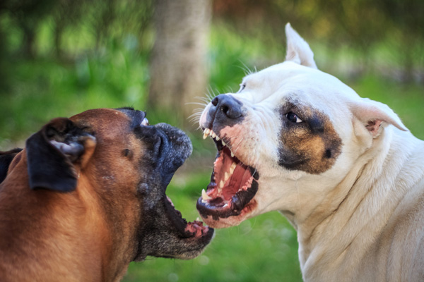 Two dogs fighting.