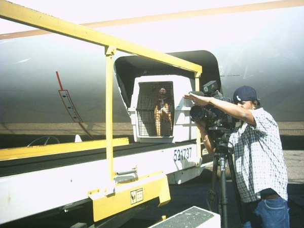 The cameras were rolling as the dogs arrived in the desert.
