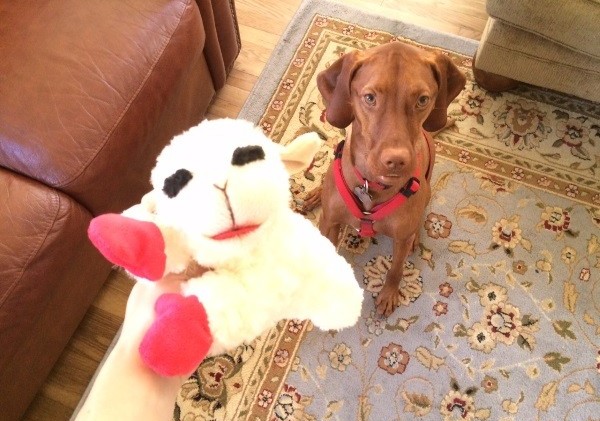 baby toys for dogs