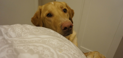 passive aggressive dog