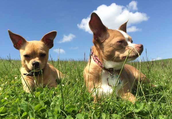 Two of my dogs enjoy the sunshine at the park. (Photo by Kezia Willingham)
