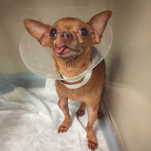 With all his health issues, little Mervin got used to seeing the vet. (All images courtesy Mervin the Chihuahua)