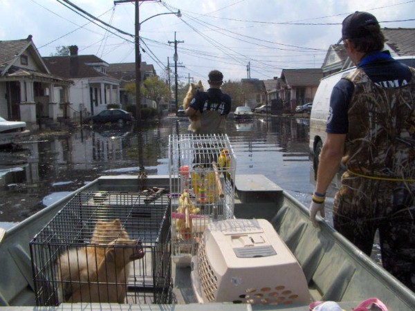 Many pets -- including young Nola -- needed rescuing as the flood waters rose. (Images courtesy the Arizona Humane Society). 