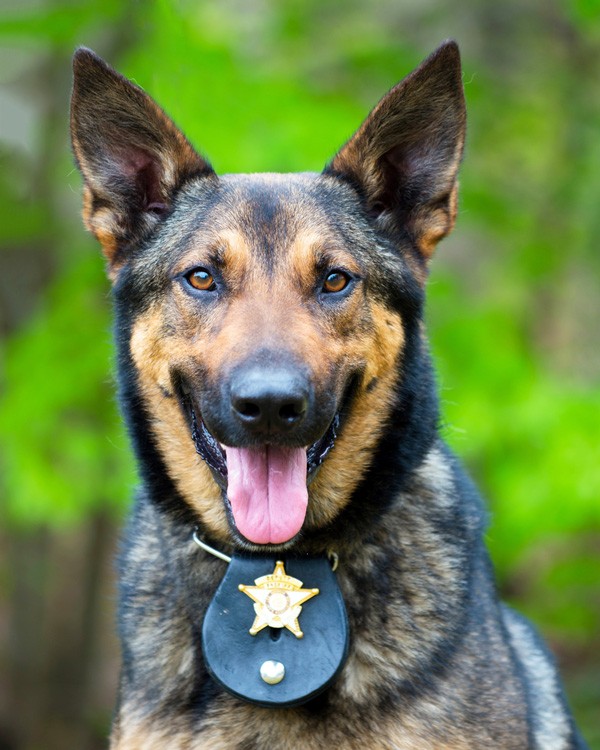 A working police dog.