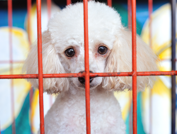 Lonely dog in cage via Shutterstock