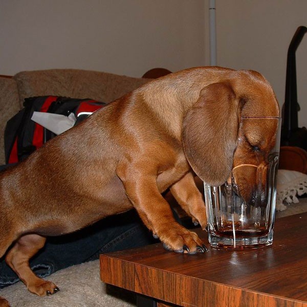 Prednisone for Dogs Use, Doses & SideEffects Dogster