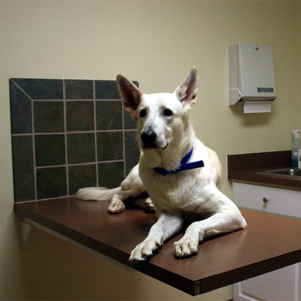 Prednisone for Dogs Use, Doses & SideEffects Dogster