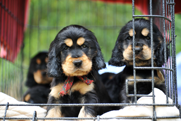 Puppies in cage via Shutterstock