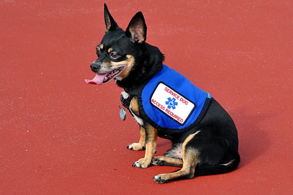 ada therapy dogs