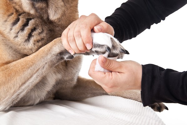 Dog paw being bandaged by Shutterstock.