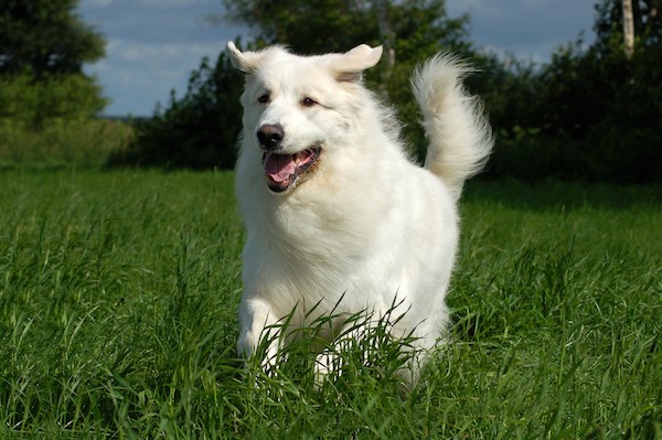 Great Pyrenees running