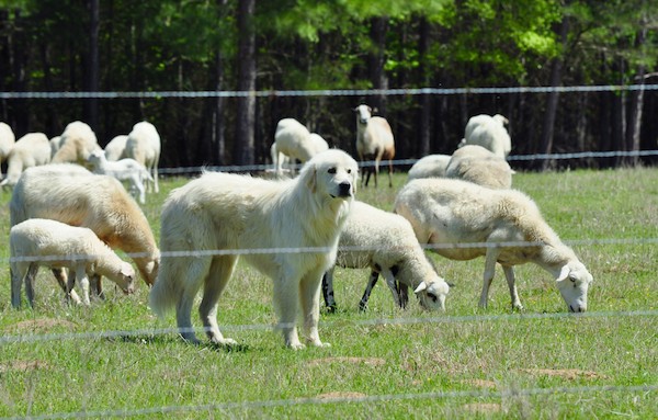 Great Pyrenees by Shutterstock.
