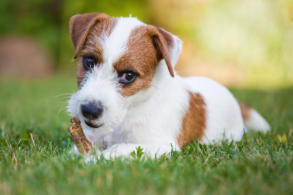 Parson Russell Terrier puppy