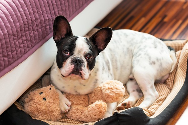 (French Bulldog by Shutterstock)