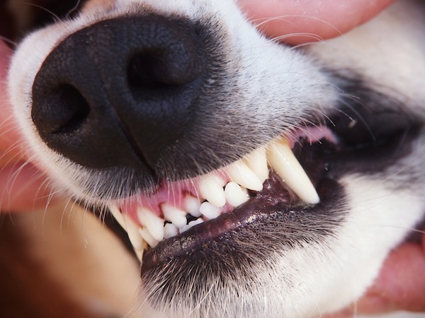 Dog with healthy teeth by Shutterstock.