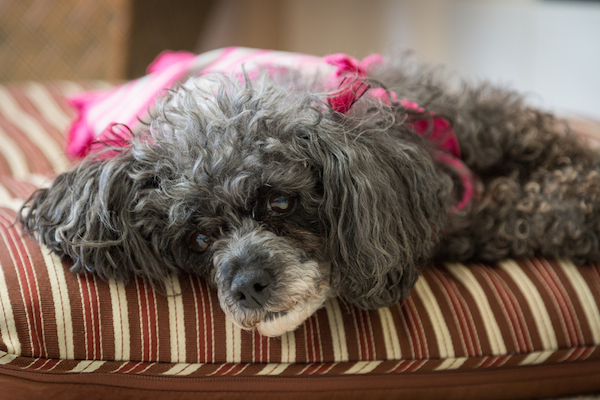 A senior dog, resting.