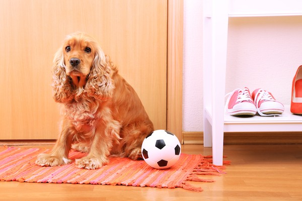 A Cocker Spaniel sitting on a rug with a soccer ball.