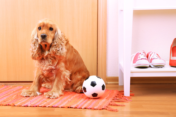 A cocker spaniel waiting by a door.