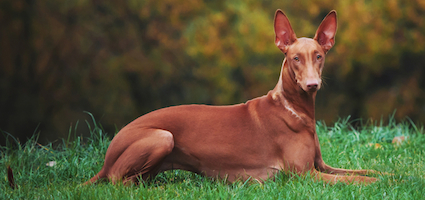 pharaoh hound dogs 101