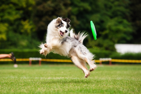 Dog chasing a Frisbee outside in the summer.