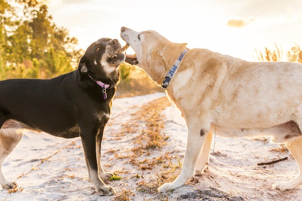Dogs playing by Shutterstock.