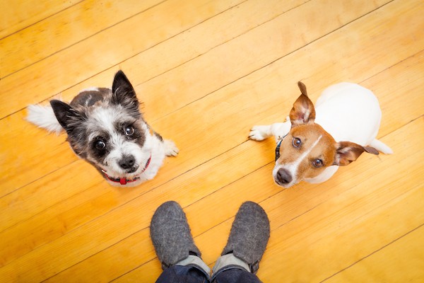 Two dogs looking up at a human.
