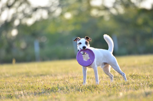 Parson Russell Terrier by Shutterstock.