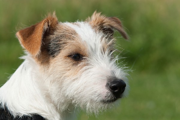 close up of Parson Russell Terrier