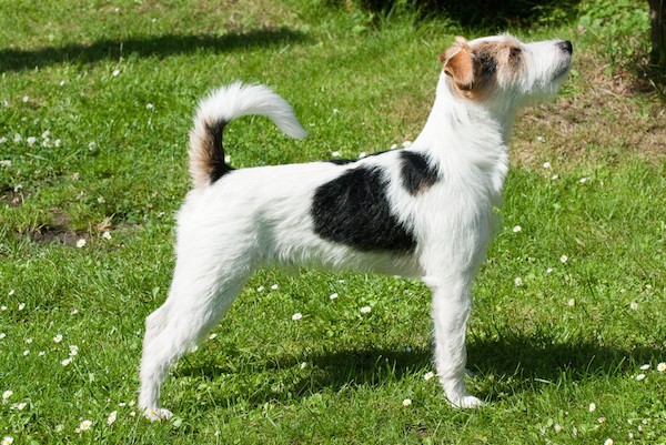 Parson Russell Terrier standing in yard