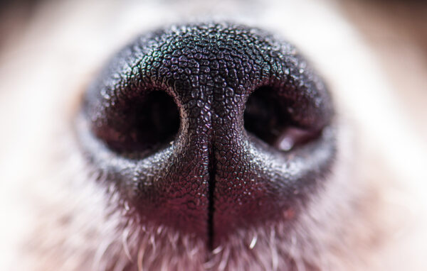 Dog nose by Shutterstock.