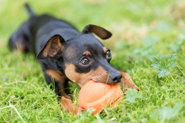 Miniature Pinscher puppy by Shutterstock.