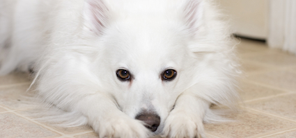 american eskimo dog cute dogs
